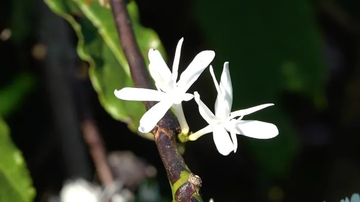 “Đồi tuyết trắng” là cách người dân nơi đây ca ngợi vẻ đẹp tinh khôi, trong trẻo của loài hoa này. Ảnh Tuệ Anh