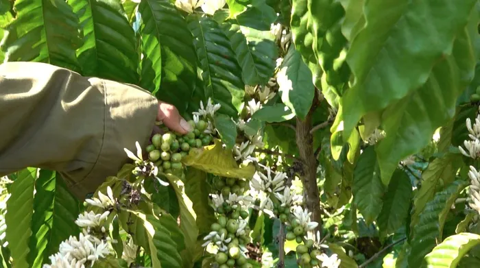 Đến nay, trên địa bàn tỉnh có 255 cơ sở chế biến cà phê. Tổng sản lượng chế biến hằng năm khoảng 469.000 tấn, gồm cà phê nhân 430.000 tấn, cà phê bột 30.000 tấn và cà phê hòa tan.