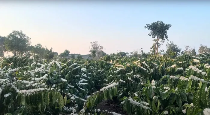 Hoa nở đẹp nhất vào đợt đầu tiên. Để có hoa đẹp, đòi hỏi nhiều công sức chăm sóc của người nông dân. Bên cạnh đó, tùy thổ nhưỡng, lượng nước, thời tiết từng vùng, hoa sẽ nở vào sau Tết khoảng 1-2 tuần.