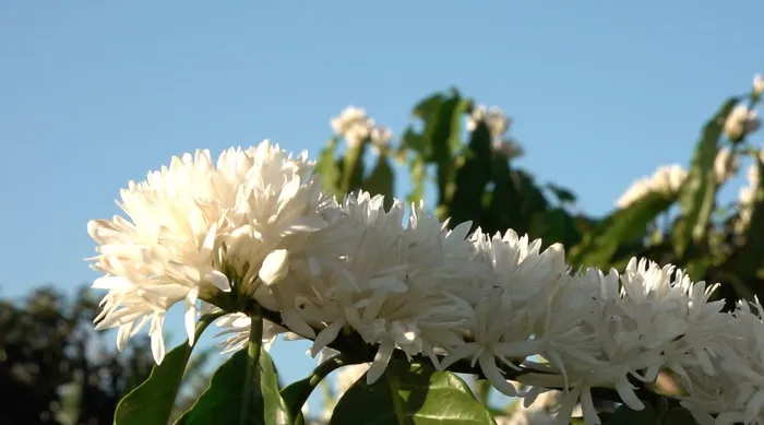 Nếu hoa mai, hoa đào rực rỡ sắc hồng vào những ngày đầu xuân thì mùa hoa cà phê Tây Nguyên thường bắt đầu từ tháng 2 đến tháng 4 dương lịch hàng năm. Thời điểm này, hoa sẽ trổ thành từng đợt, mỗi đợt kéo dài từ 7 – 10 ngày.