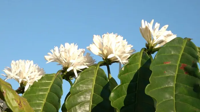 Đắk Lắk được mệnh danh thủ phủ cà phê lớn nhất Việt Nam. Diện tích và sản lượng luôn đứng đầu cả nước. Đây là loại nông sản đóng vai trò quan trọng trong đời sống kinh tế-xã hội, đem lại nguồn sinh kế cho người dân.