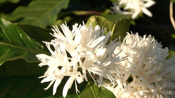 Giữa tiết trời se lạnh, hoa cà phê bắt đầu đua nhau trổ bông khoe sắc phủ trắng khắp núi đồi tạo nên một khung cảnh đặc biệt, đầy sắc xuân. Ảnh Tuệ Anh