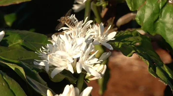 Hoa cà phê mọc thành chùm dọc cành. Cánh hoa mỏng, nở tròn xoe, với nhị trắng đan xen, hao hao hoa cúc. Loài hoa này mang mùi hương ngan ngát, thơm thoang thoảng, không hắc như hoa sữa, thu hút ong rừng tới hút mật. Ảnh Tuệ Anh