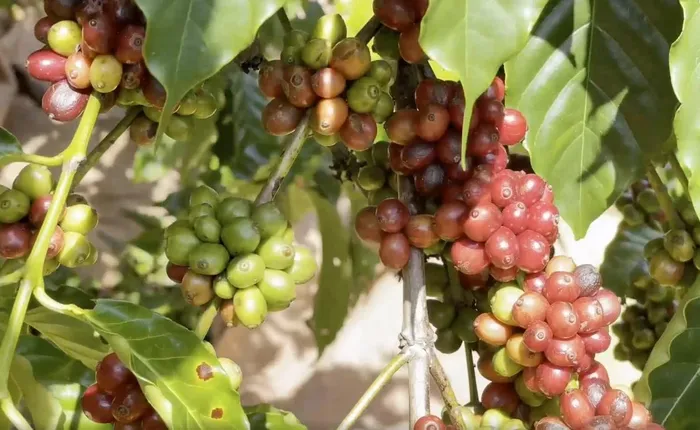 Không chỉ tiêu thụ trong nước, xứ sở cà phê đã xuất khẩu đến 64 quốc gia, vùng lãnh thổ. Trong đó, Nhật Bản là thị trường lớn nhất. Cùng với việc xây dựng thương hiệu cà phê, Đắk Lắk đang xây dựng thành phố Buôn Ma Thuột trở thành điểm đến của cà phê thế giới.