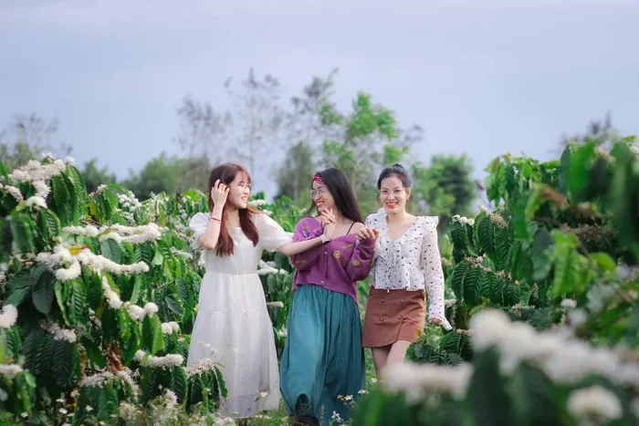 Tuổi thơ của nhiều thế hệ đã gắn liền với những đồi cà phê trắng muốt, trải dài sau nhà. Ảnh Duy Học