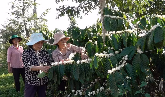 Sau mấy ngày Tết, nhiều hộ dân đang tranh thủ ra thăm vườn để quan sát mức độ sinh trưởng, phát triển của cây cà phê. Ai cũng hy vọng khởi đầu một năm mới suôn sẻ, gặt hái được nhiều thắng lợi.