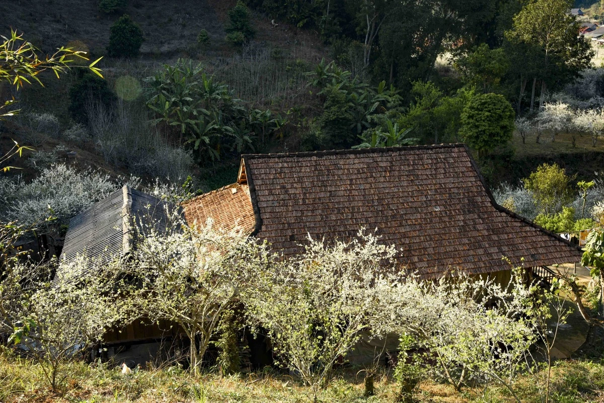 Con đường trong bản Phiêng Ban rợp sắc trắng muốt của hoa mận.