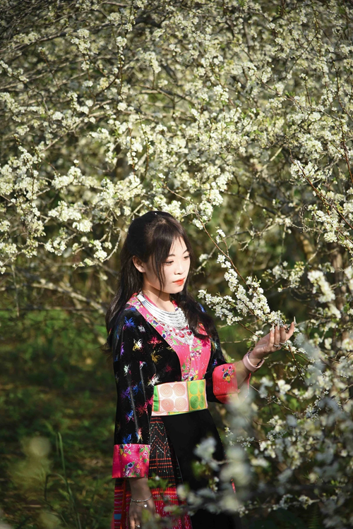 Thiếu nữ H'Mông giữa vườn hoa mận trắng ở Phiêng Ban.
