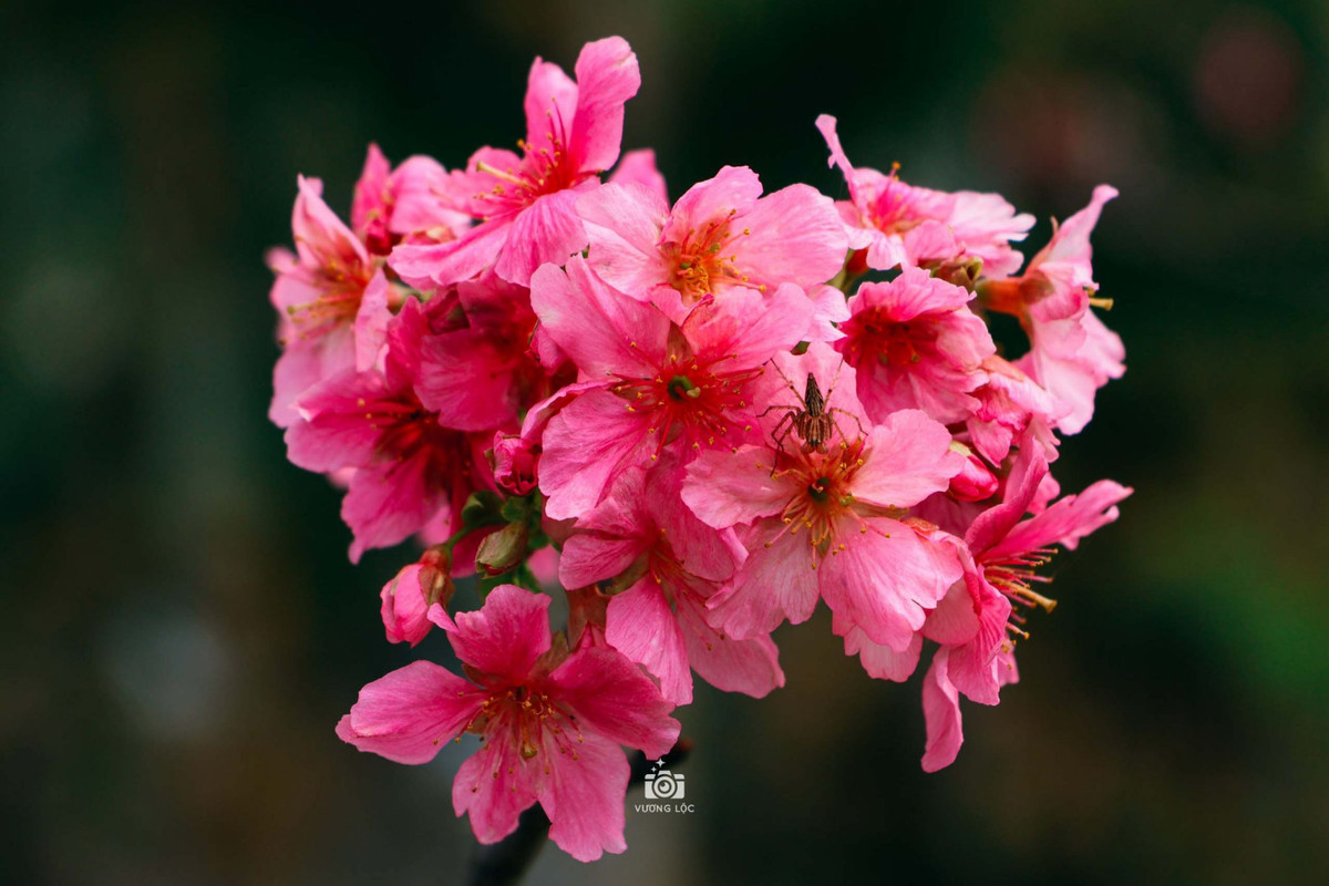 Được biết, những cây hoa anh đào này có nguồn gốc từ Nhật Bản, do các tổ chức, công ty, tập đoàn của Nhật Bản như Hội Hữu nghị Việt – Nhật vùng Chukyo, tập đoàn Aeon… trao tặng thành phố. Ảnh: Vương Lộc