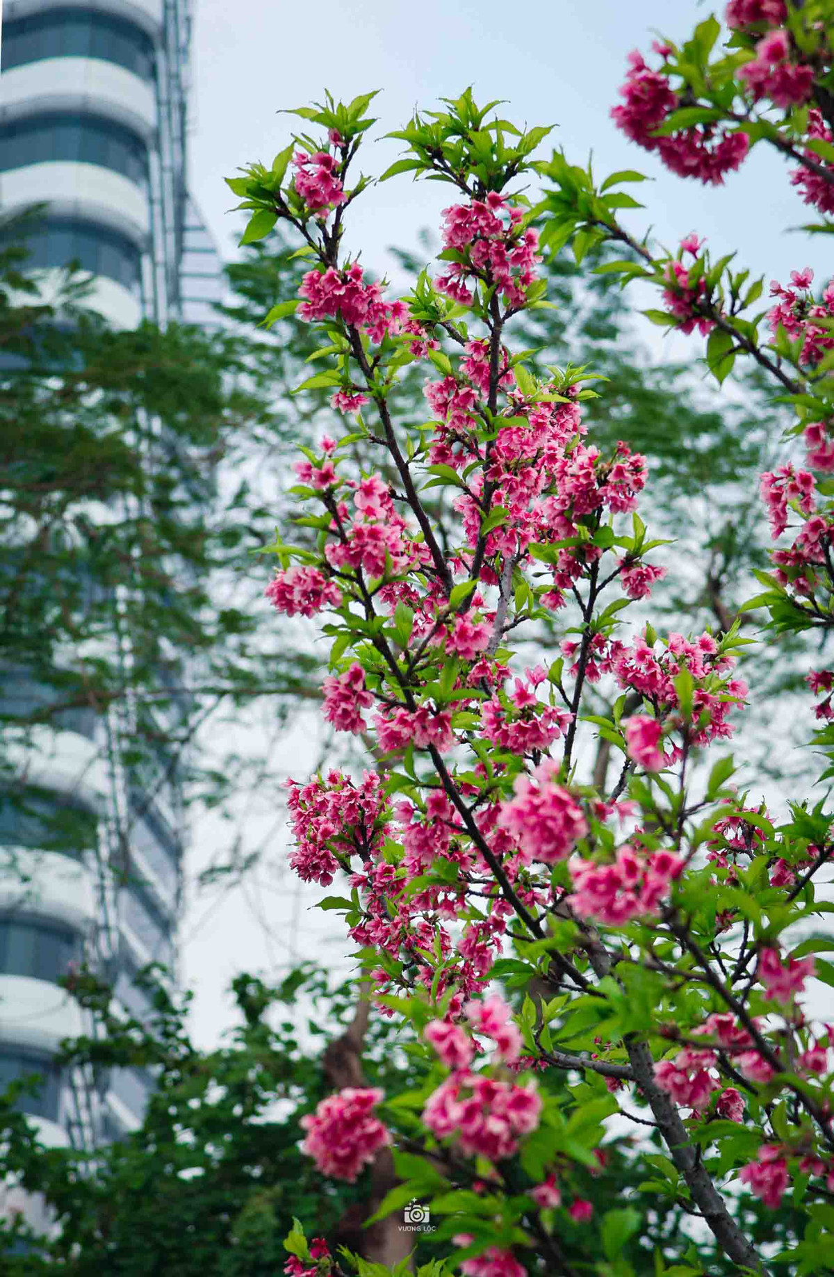 Hoa anh đào nở rộ khiến công viên như được khoác thêm chiếc áo mới với gam màu hồng thắm. Ảnh: Vương Lộc