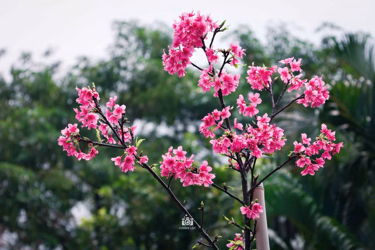 Từ năm 2012 đến nay, thành phố đã tiếp nhận khoảng hơn 3.000 cây hoa anh đào qua các đợt trao tặng. Ảnh: Vương Lộc