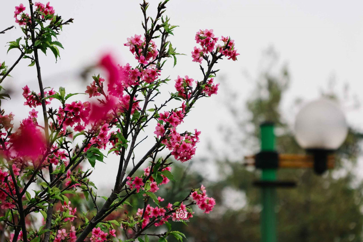 Khi đến Hà Nội, du khách có thể ngắm hoa anh đào nở ở trong khuôn viên khu ngoại giao nằm trên phố Thụy Khuê, quận Tây Hồ. Ảnh: Vương Lộc