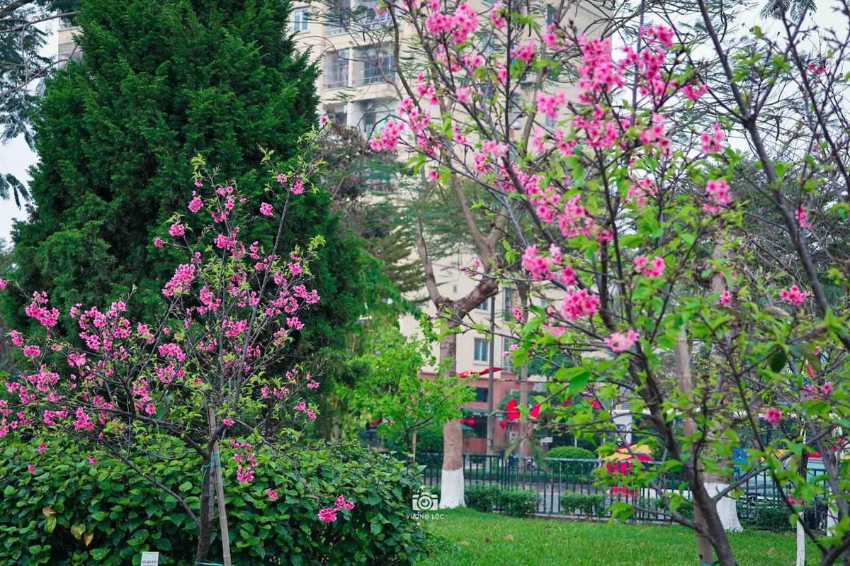Hàng loạt cây hoa anh đào Nhật Bản đang khoe sắc tại công viên Hòa Bình. Ảnh: Vương Lộc