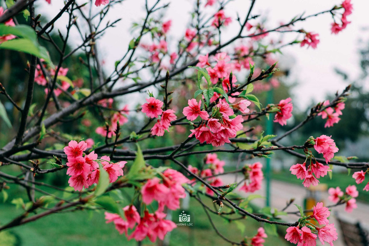 Tuy có nhiều loại nhưng hoa anh đào chủ yếu có ba sắc màu chính là hồng đậm, hồng phớt và trắng. Ảnh: Vương Lộc