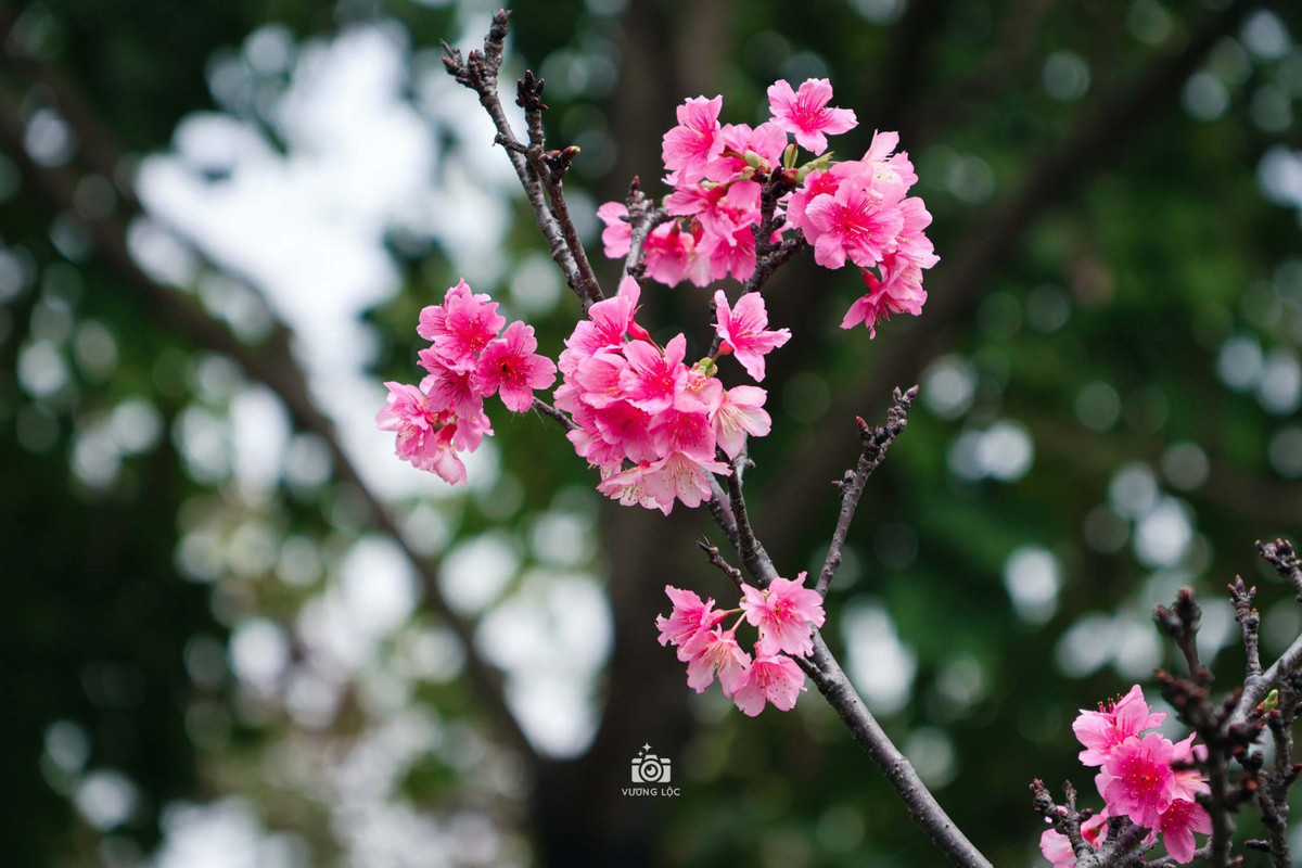 Hoa anh đào bung nở trong nắng. Ảnh: Vương Lộc