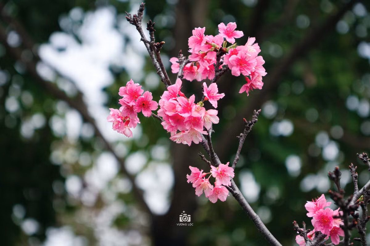 Hoa anh đào bung nở trong nắng. Ảnh: Vương Lộc