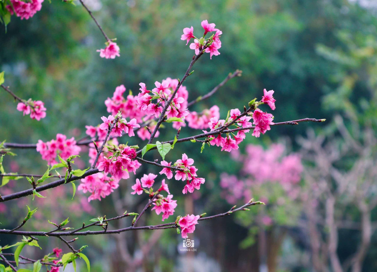 Vòng đời của hoa anh đào khá ngắn, mỗi bông hoa có vòng đời khoảng 7-15 ngày. Ảnh: Vương Lộc