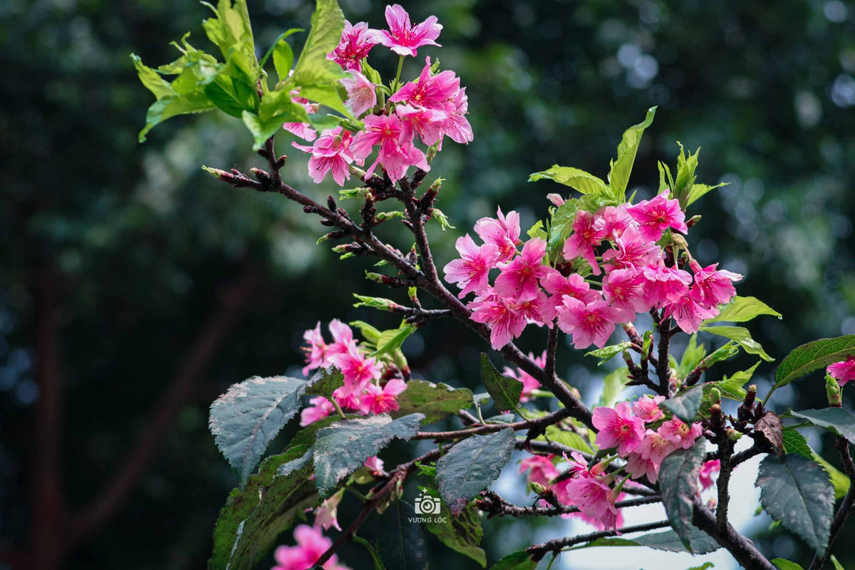 Số cây này được trồng tại công viên Hòa Bình với mục đích sẽ tổ chức các lễ hội hoa anh đào hằng năm. Ảnh: Vương Lộc