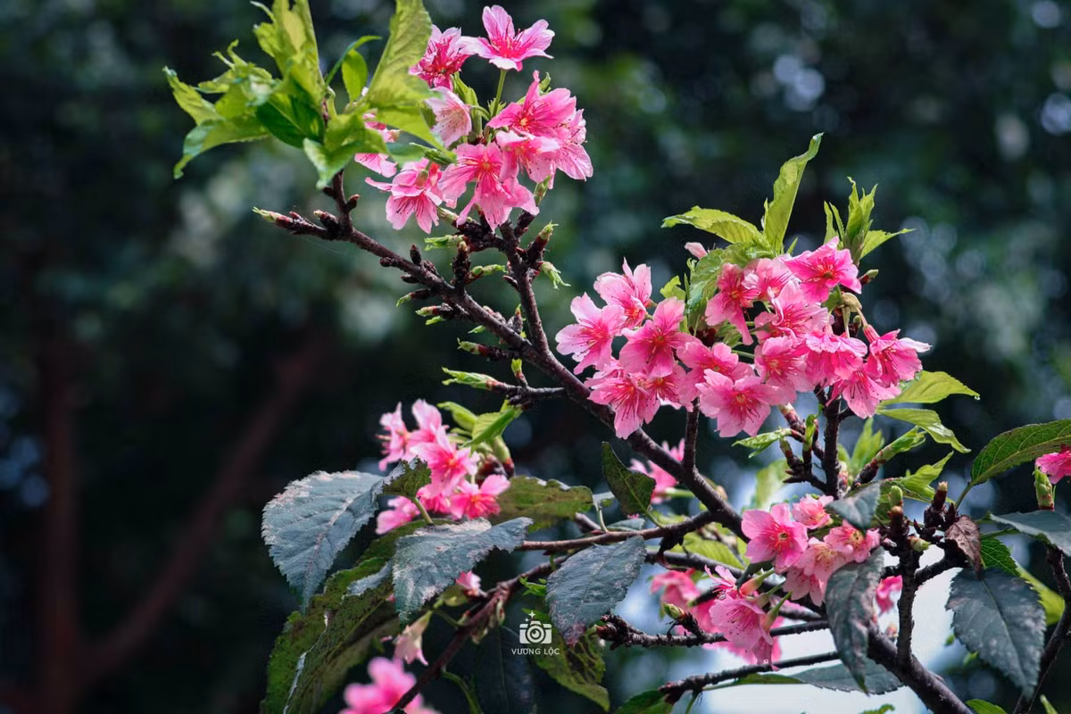 Số cây này được trồng tại công viên Hòa Bình với mục đích sẽ tổ chức các lễ hội hoa anh đào hằng năm. Ảnh: Vương Lộc