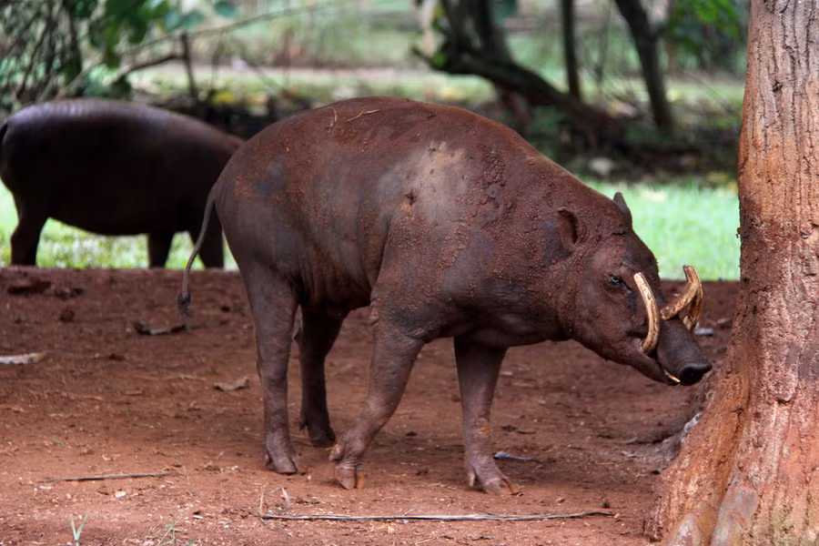 Lợn bướu thường ( Phacochoerus africanus). Kích thước: Đầu và thân dài 90-150 cm. Khu vực phân bố: Các sinh cảnh sa van trên khắp châu Phi. Tình trạng bảo tồn trong Sách Đỏ IUCN: Ít quan tâm.