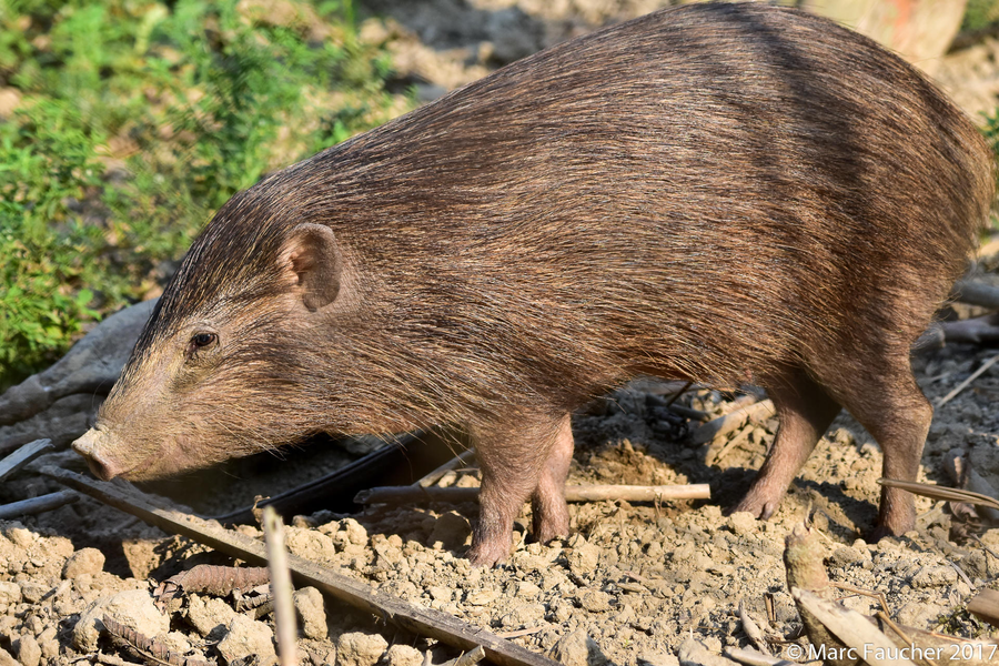 Lợn rừng lớn (Hylochoerus meinertzhageni). Kích thước: Đầu và thân dài 130-210 cm. Khu vực phân bố: Tây và Trung Phi. Tình trạng bảo tồn trong Sách Đỏ IUCN: Ít quan tâm.