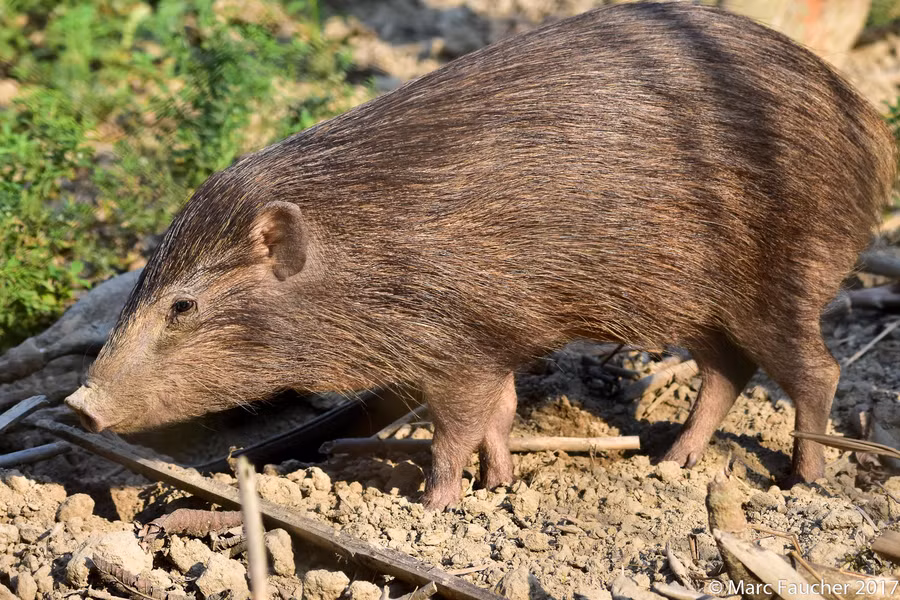 Lợn rừng lớn (Hylochoerus meinertzhageni). Kích thước: Đầu và thân dài 130-210 cm. Khu vực phân bố: Tây và Trung Phi. Tình trạng bảo tồn trong Sách Đỏ IUCN: Ít quan tâm.