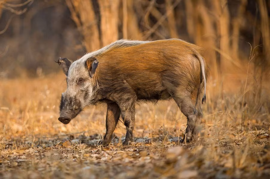Lợn bướu sa mạc (Phacochoerus aethiopicus). Kích thước: Đầu và thân dài 90-150 cm. Khu vực phân bố: Bắc Kenya, Somalia. Tình trạng bảo tồn trong Sách Đỏ IUCN: Ít quan tâm.