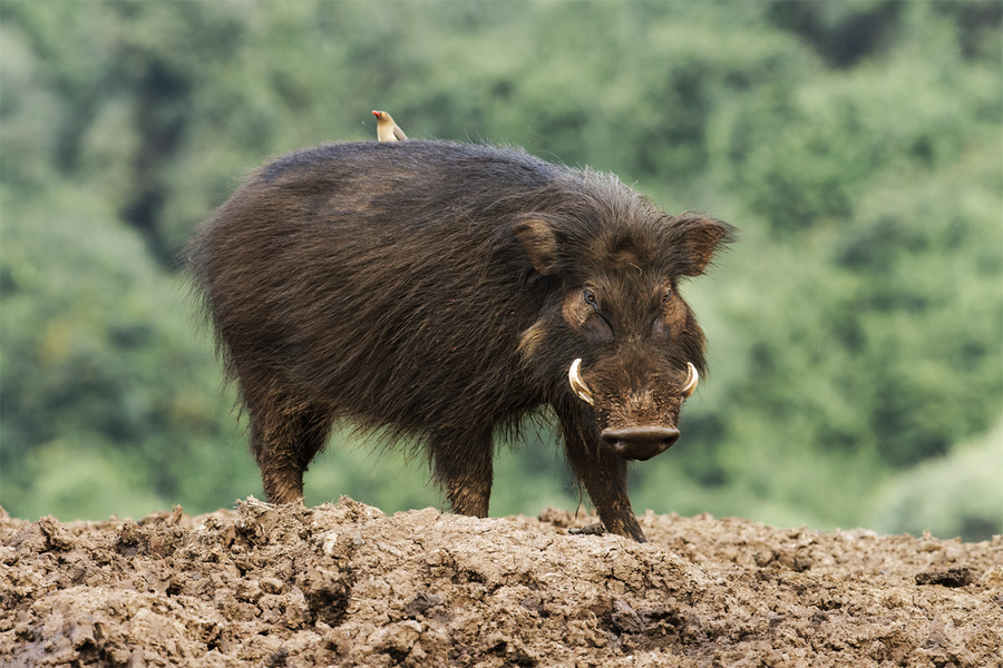 Lợn peccary Chacoan (Catagonus wagneri). Kích thước: Đầu và thân dài 80-100 cm. Khu vực phân bố: Vùng đất thấp Gran Chaco thuộc Paraguay, Bolivia, và Argentina. Tình trạng bảo tồn trong Sách Đỏ IUCN: Nguy cấp.