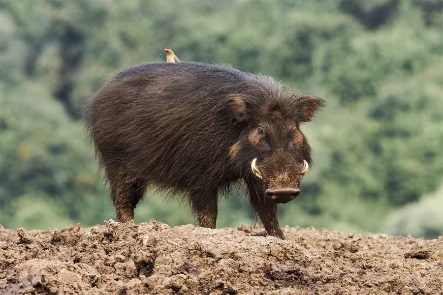 Lợn peccary Chacoan (Catagonus wagneri). Kích thước: Đầu và thân dài 80-100 cm. Khu vực phân bố: Vùng đất thấp Gran Chaco thuộc Paraguay, Bolivia, và Argentina. Tình trạng bảo tồn trong Sách Đỏ IUCN: Nguy cấp.