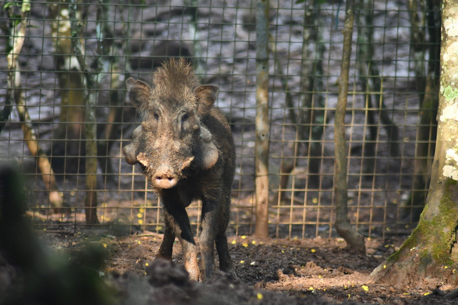 Lợn rừng (Sus scrofa). Kích thước: Đầu và thân dài 90-200 cm. Khu vực phân bố: khắp lục địa Á – Âu. Tình trạng bảo tồn trong Sách Đỏ IUCN: Ít quan tâm.