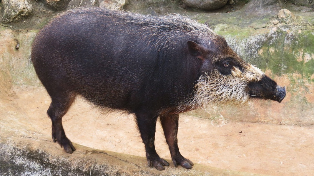 Lợn lông đỏ (Potamochoerus porcus). Kích thước: Đầu và thân dài 75-140 cm. Khu vực phân bố: Trung Phi. Tình trạng bảo tồn trong Sách Đỏ IUCN: Ít quan tâm.