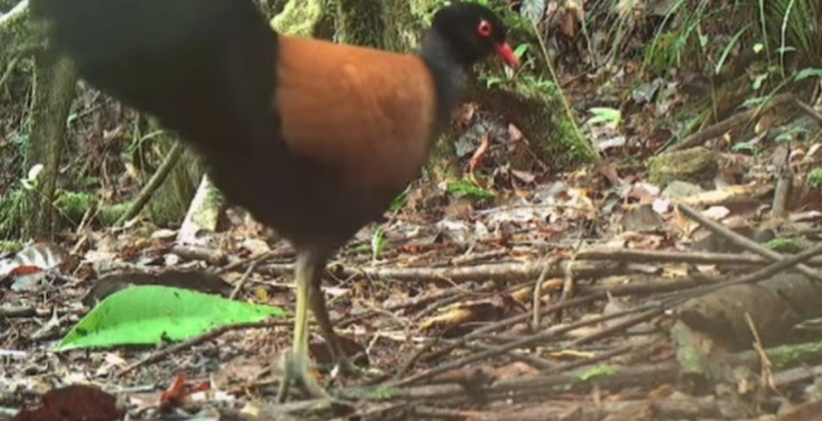 Loài chim này có đầu, mặt dưới, phía sau và lưng dưới màu đen bóng trong khi đôi cánh ngắn tròn màu nâu. Gáy của chúng có màu trắng, xanh lá cây, xám hoặc đen tùy thuộc vào phân loài.