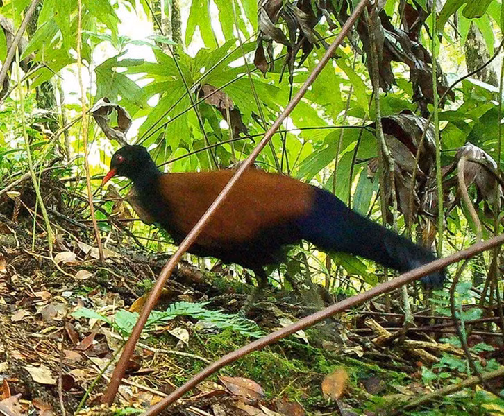 Chim bồ câu đầu đen giống chim trĩ về đặc điểm bên ngoài, đặc biệt là đuôi nén sang hai bên và đôi cánh tròn.