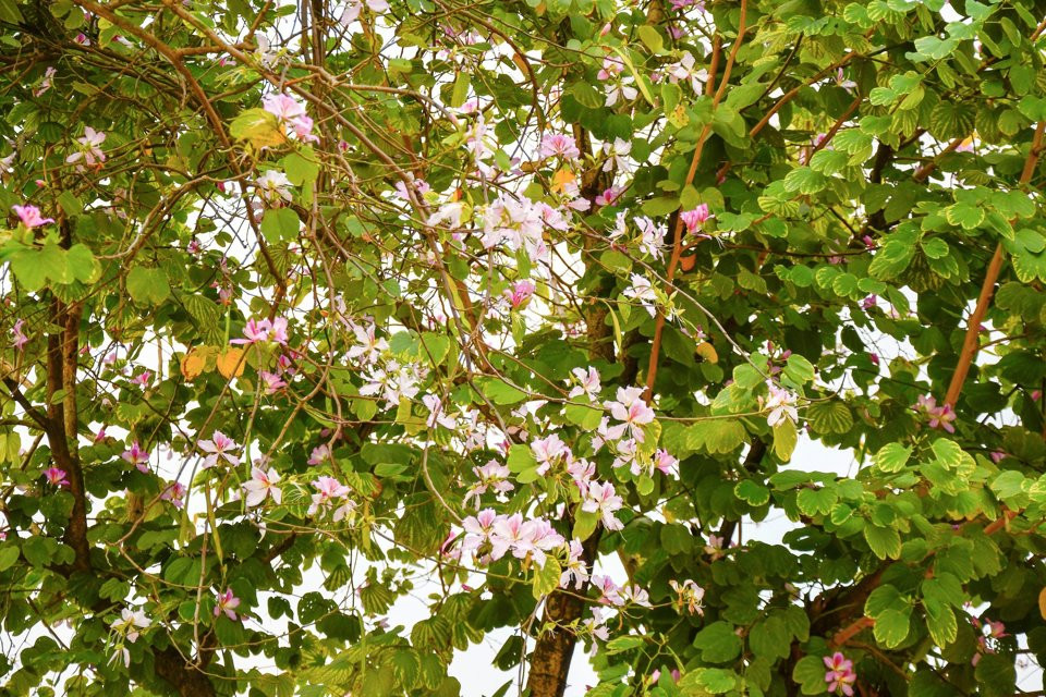 Trước đây, người dân và du khách yêu thích hoa ban thường tìm tới đường Nguyễn Du; Hoàng Diệu; Trần Phú; Thanh Niên; Bắc Sơn; Khu đô thị Ciputra... Năm nay, địa điểm đang được quan tâm lại là hàng hoa ban ven hồ ở Công viên Cầu Giấy.