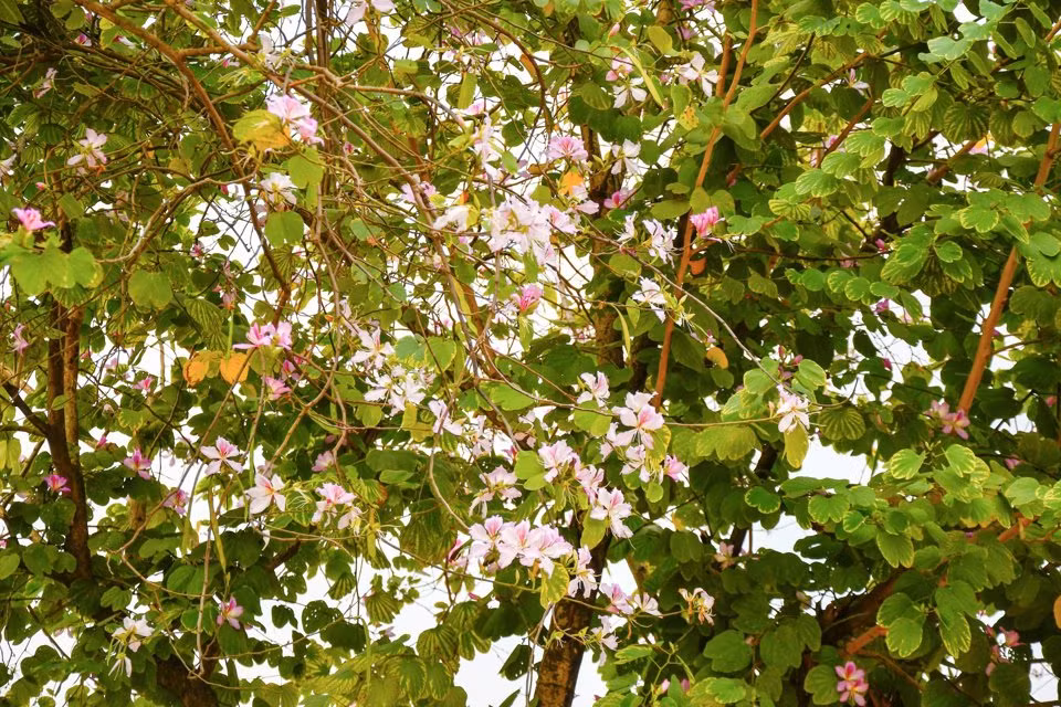 Trước đây, người dân và du khách yêu thích hoa ban thường tìm tới đường Nguyễn Du; Hoàng Diệu; Trần Phú; Thanh Niên; Bắc Sơn; Khu đô thị Ciputra... Năm nay, địa điểm đang được quan tâm lại là hàng hoa ban ven hồ ở Công viên Cầu Giấy.