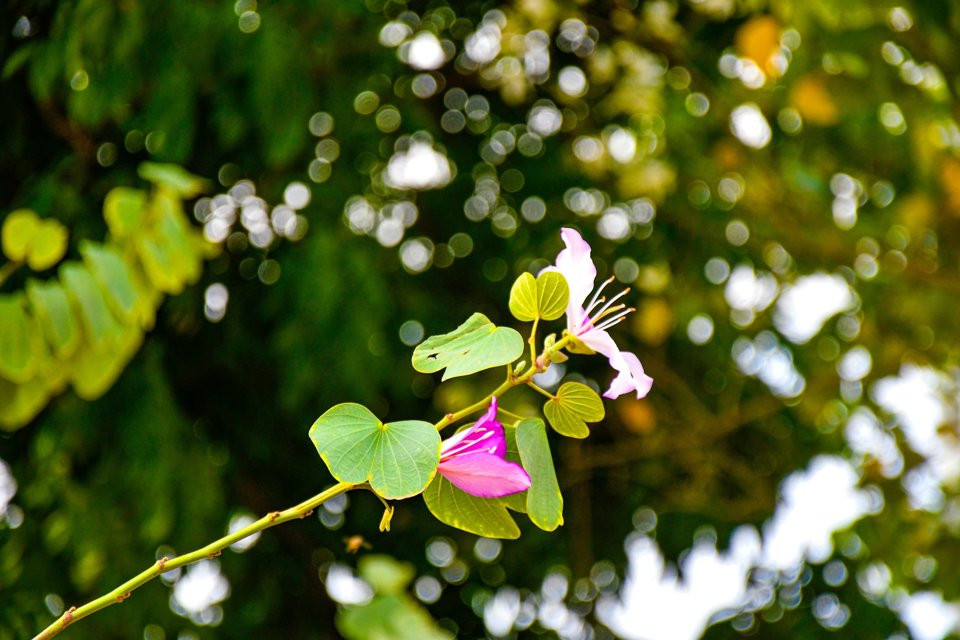 Mùa hoa ban có thời gian khá dài, thường từ 2 - 3 tháng.Hoa ban có 5 cánh mềm mại, khi nở xòe thành hình quạt. Mùa hoa nở, sắc trắng điểm màu phớt hồng, hồng tím mộng mơ, lan tỏa mùi hương thoang thoảng, nhẹ nhàng.