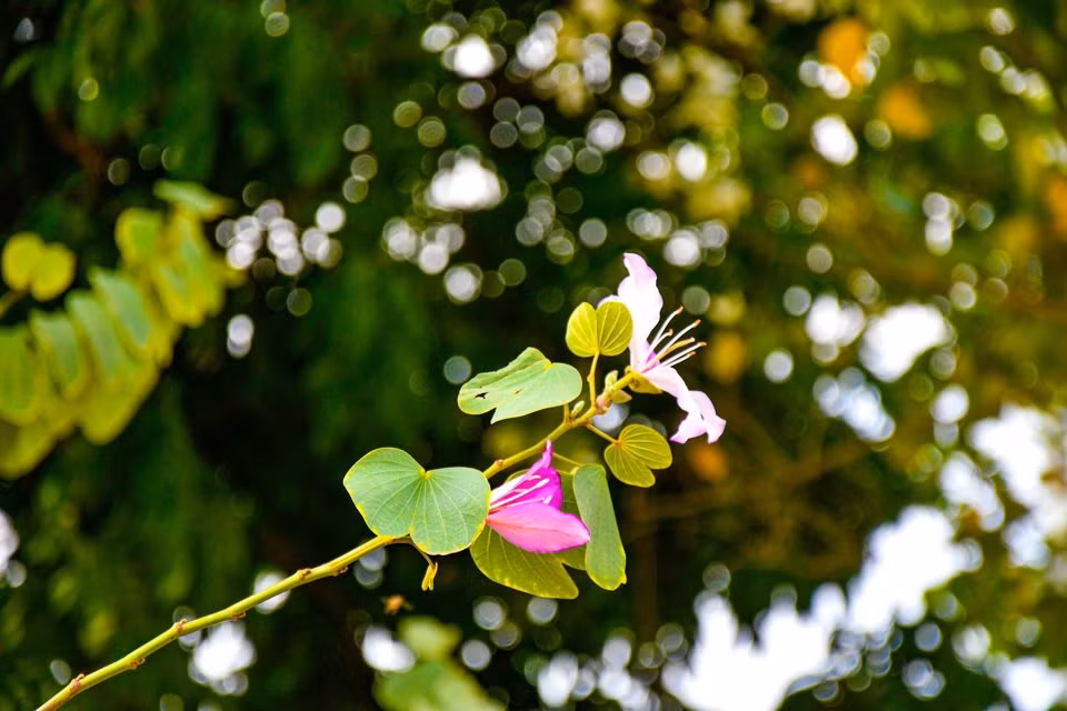 Mùa hoa ban có thời gian khá dài, thường từ 2 - 3 tháng.Hoa ban có 5 cánh mềm mại, khi nở xòe thành hình quạt. Mùa hoa nở, sắc trắng điểm màu phớt hồng, hồng tím mộng mơ, lan tỏa mùi hương thoang thoảng, nhẹ nhàng.