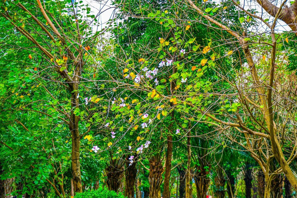 Hiện tại là cuối tháng 2, hoa ban đang chớm nở mang vẻ đẹp của núi rừng Tây Bắc tạo nên vẻ đẹp mộng mơ, và khung cảnh tuyệt vời cho những du khách có những tấm hình kỷ niệm.