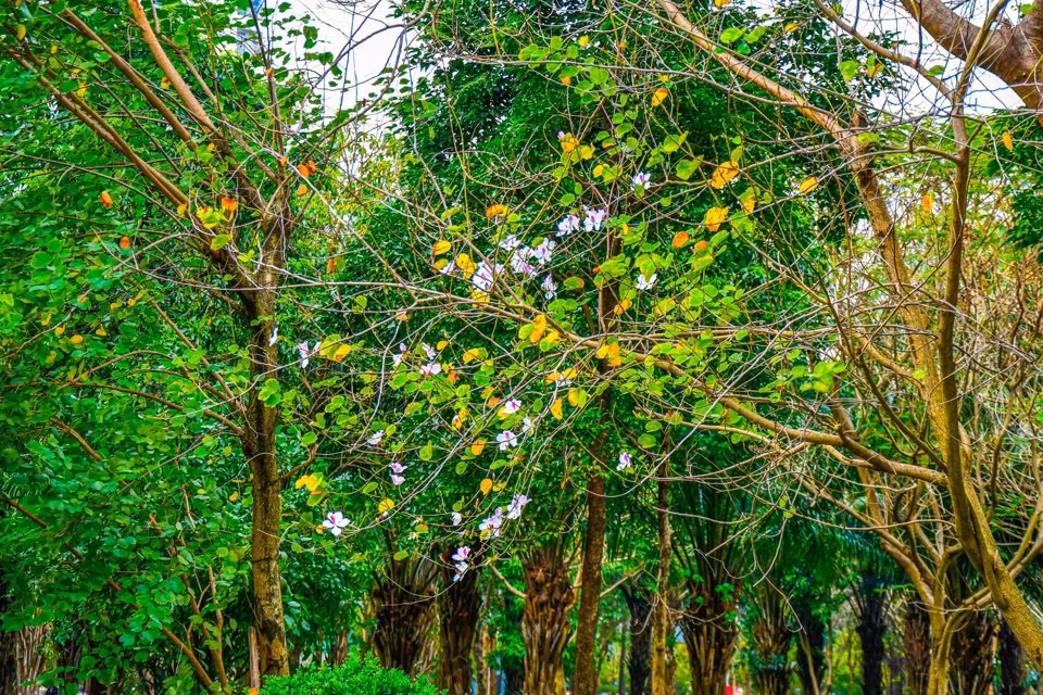 Hiện tại là cuối tháng 2, hoa ban đang chớm nở mang vẻ đẹp của núi rừng Tây Bắc tạo nên vẻ đẹp mộng mơ, và khung cảnh tuyệt vời cho những du khách có những tấm hình kỷ niệm.