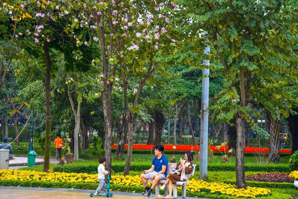 Khác với những con đường hoa ban trong thành phố, hoa ban tại Công viên Cầu Giấy được trồng bao quanh quảng trường, ven hồ nước.