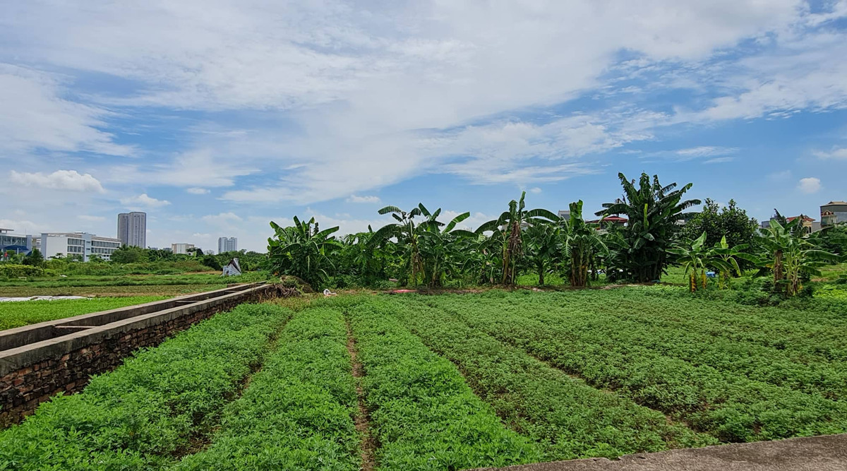 Xót xa loạt lô đất "hoang tàn" của Tổng công ty HUD - Hình 12 Xot xa loat lo dat