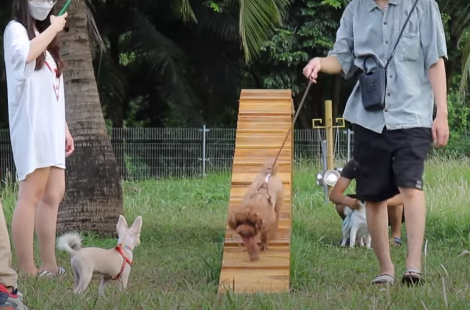 Nhiều người đã dẫn các chú chó đến đây chơi đùa với không gian mới - Ảnh chụp màn hình, vietnam+