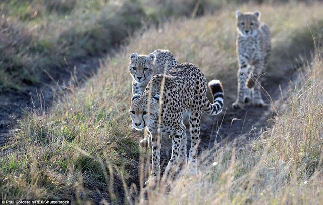 “Huynh de” bao san va bao hoa mai tuong tan-Hinh-2