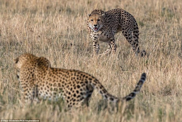 “Huynh de” bao san va bao hoa mai tuong tan