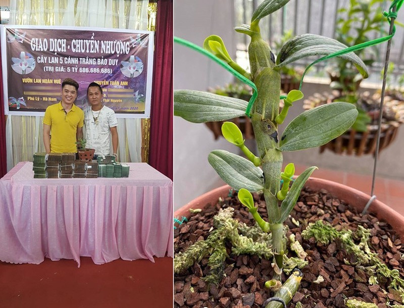 Thuong vu lan dot bien 200 ty dong chan dong dan choi dat Viet-Hinh-7