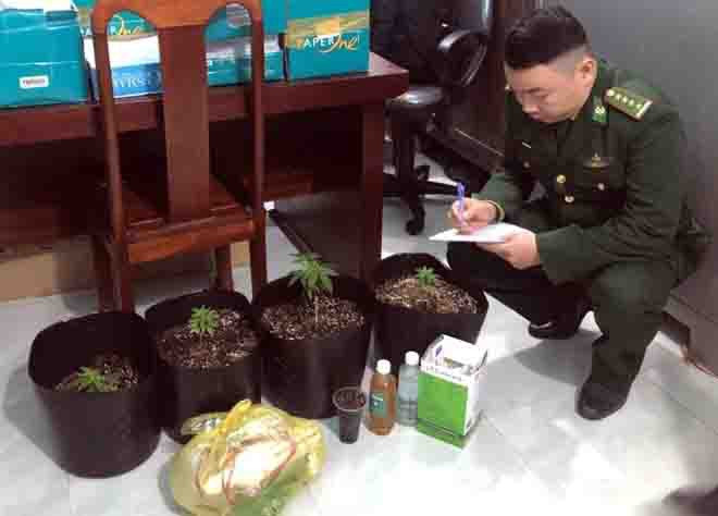 Nam thanh niên trồng cần sa trong nhà: Ngày 19/1, Lực lượng chức năng tỉnh tỉnh Thừa Thiên - Huế cho biết, vừa kiểm tra nơi ở của Nguyễn Trường Giang (25 tuổi, trú tại xã Phú Thuận, huyện Phú Vang. Tại đây, Giang đang trồng 4 cây cần sa, mỗi cây cao 10-20 cm. Khám xét nơi ở của thanh niên này, lực lượng chức năng phát hiện thêm 9 hạt giống cây cần sa. Giang khai mua hạt giống cây cần sa qua mạng xã hội Facebook và đem về nhà trồng thử. 