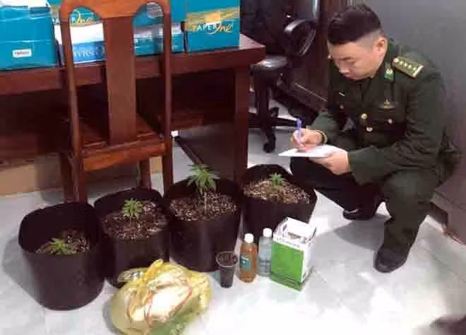  Nam thanh niên trồng cần sa trong nhà: Ngày 19/1, Lực lượng chức năng tỉnh tỉnh Thừa Thiên - Huế cho biết, vừa kiểm tra nơi ở của Nguyễn Trường Giang (25 tuổi, trú tại xã Phú Thuận, huyện Phú Vang. Tại đây, Giang đang trồng 4 cây cần sa, mỗi cây cao 10-20 cm. Khám xét nơi ở của thanh niên này, lực lượng chức năng phát hiện thêm 9 hạt giống cây cần sa. Giang khai mua hạt giống cây cần sa qua mạng xã hội Facebook và đem về nhà trồng thử. 