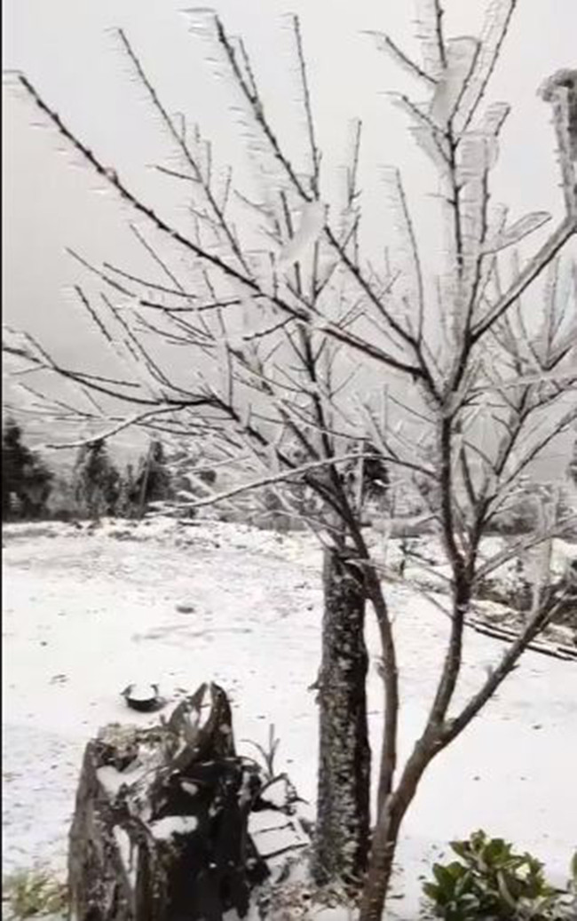 Tuyết phủ kín trên các cành cây, ngọn cỏ.