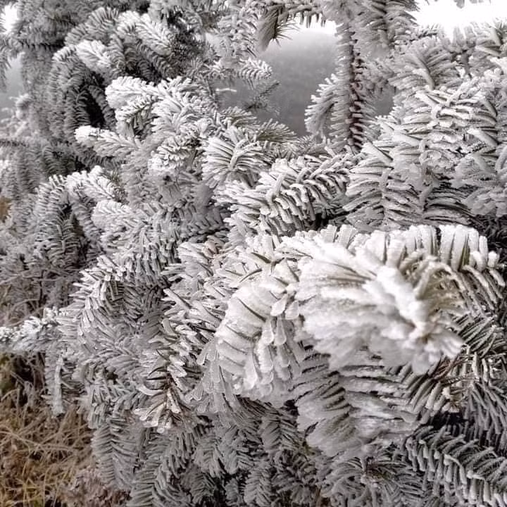 Nhiều cây đã bị tuyết phủ đóng băng.