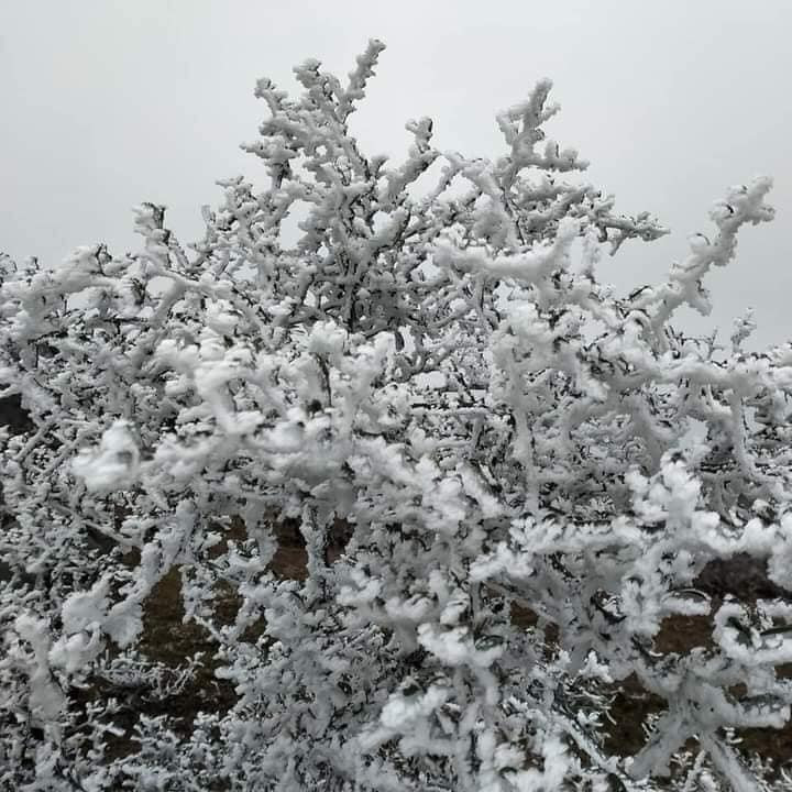 Ở Hà Giang cũng đã có tuyết rơi bám trên những cành cây.
